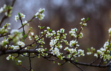Blooming apricot flowers in the park