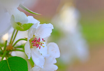 Obraz premium Blooming apricot flowers in the park