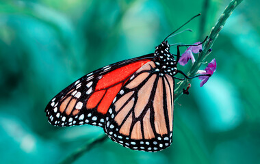 Closeup beautiful butterfly in a summer garden © blackdiamond67
