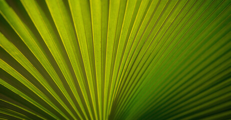 Lines and textures of Green Palm leaves, a lush green single palm leaf frond.
