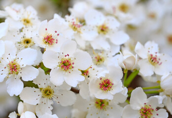 Blooming pear flowers in the garden