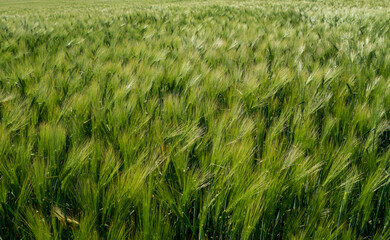 Barley head sway in a summer breeze, ,Barley grain is used for flour, barley bread, barley beer, some whiskeys, some vodkas, and animal fodder