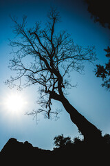 Tree silhouette from below