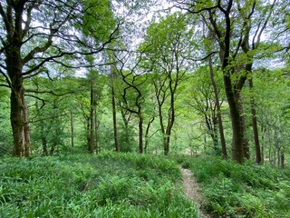 Fototapeta na wymiar Forest trees, on a late spring day in, Hardcastle Crags, Halifax, UK