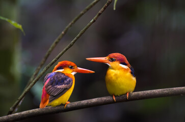 Two race erithacus bird on branch in nature.