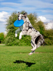 Border collie łapie dysk © nitka_zaplatana