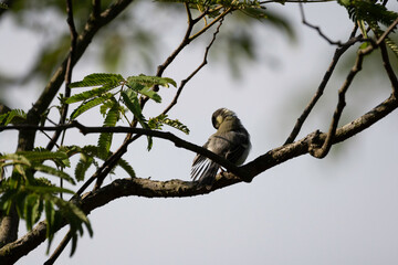 Great tit groomong in Yokohama