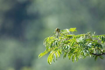 Japanese White-eye in a park of Yokohama