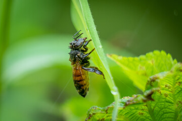 Fototapeta premium A western honey bee is soaked by the rain. North Carolina.