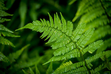 A glistening fern in the rain makes for a nice green leafy background. North Carolina.