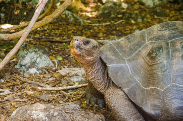 Galapagos Giant Tortoise at Cerro Colorado Tortoise Reserve, San Cristobal Island - Galapagos Island