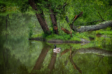 A beautiful natural landscape with a single canada goose peacefully swimming along.