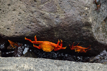  Red Rock Crab, South Plaza Islet - Galapagos Islands