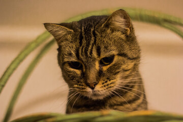 gato en cesta, gato en canasto,  gato mirando , gato en altura 