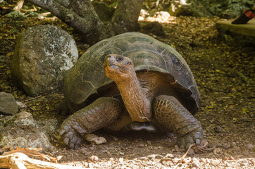 Galapagos Giant Tortoise at Cerro Colorado Tortoise Reserve, San Cristobal Island - Galapagos Island