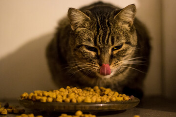 gato,gato comiendo,gato lengua, gato sacando la lengua, gato saboriandose