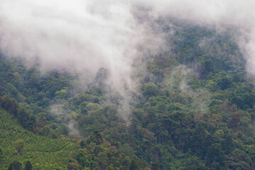 Mountainous forest landscape after the rain, clouds and fresh air, winter in Guatemala, land of forests, source of oxygen and pure water.