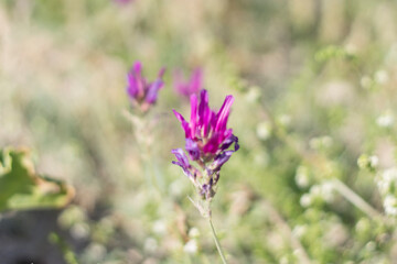 lavender flowers in the garden