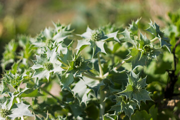 close up of green leaves