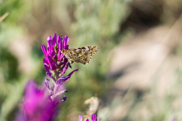 butterfly on a flower