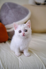 British Shorthair kitten of silver color