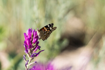 butterfly on a flower