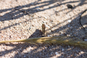 lizard on the ground