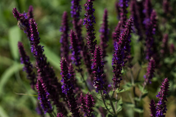 Obraz premium lavender field in provence