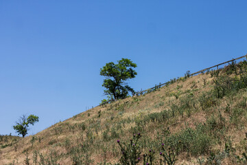 pine tree in the mountains