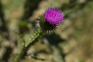 purple thistle flower
