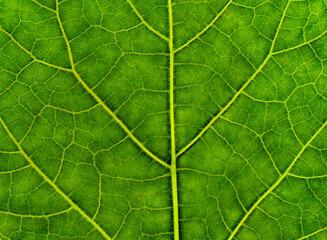 Green leaf texture