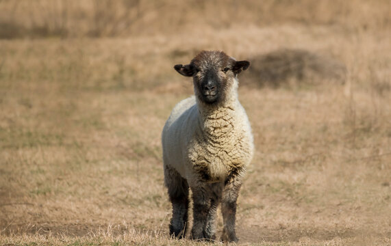 Primer plano de una simp&aacute;tica oveja de cara negra en el campo, mirando hacia la c&aacute;mara