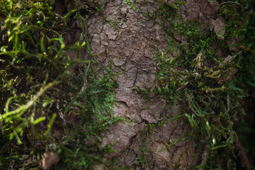 Close-up of freshness green moss growing covered on stone floor with water drops in the sunlight,