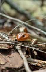 Blue Tailed Skink