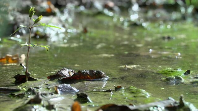 Close-up lockdown shot of plant growing amidst fallen leaves on mud in forest during sunny day - Steigerwald, Germany