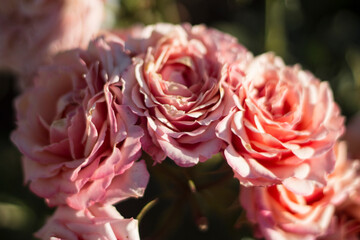 pink rose flower