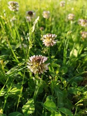 Trifolium repens. Closeup of a white clover flower growing outdoors. In the background green grass in blur. Natural background.