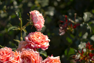 pink and yellow flowers