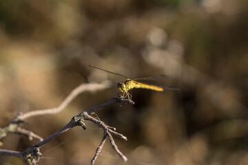 wasp on a branch