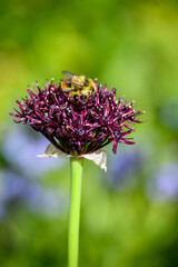 Purple ornamental onion bloom with a bee pollinating it, against a green and blue background

