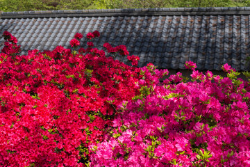 瓦屋根をバックに赤とピンクのツツジの花