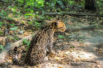 Side view of Ocelot Leopard, Leopardus pardalis species , resting in the forest. Wild cat living in rainforests of Central America and equatorial South America.