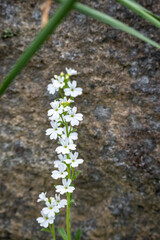White Fairy Foxglove blooming against a rock, as a nature background
