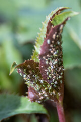 Closeup of green aphid infestation on a hellebore leaf
