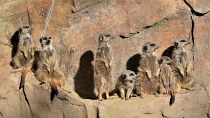 meerkats in a group