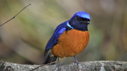 lilac breasted roller