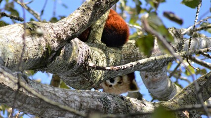 panda in a tree