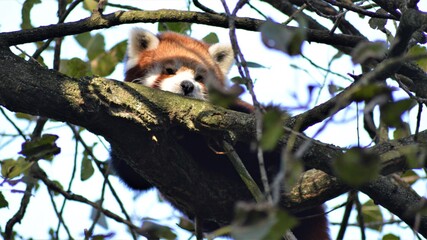 red panda in tree