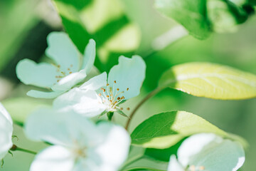 white flowers green leaves