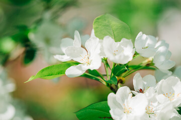 white flowers spring